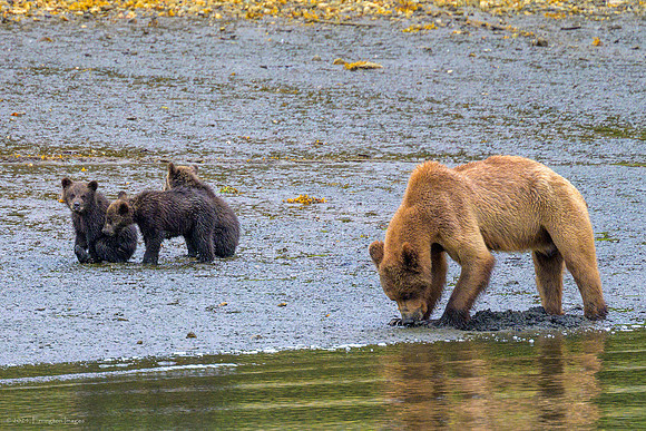 Alaska 2024