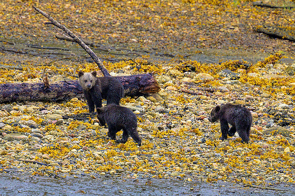 Alaska 2024
