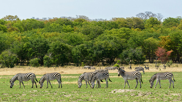 Zebra