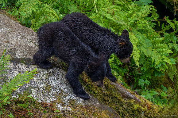 Alaska 2024
