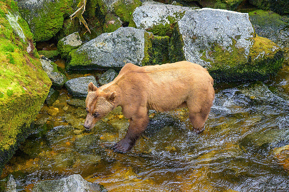 Alaska 2024