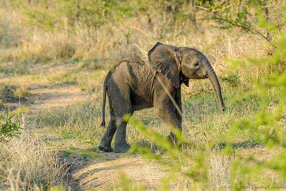 Elephant Females with Offspring