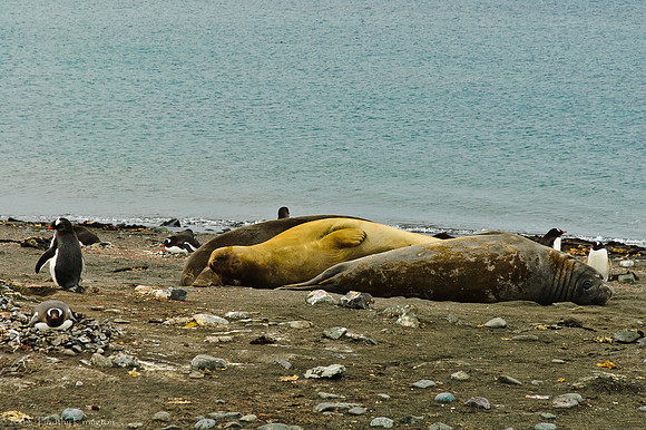 Aitcho Island
