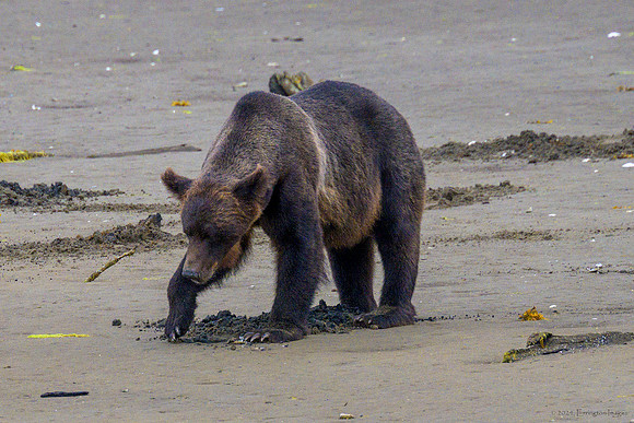 Alaska 2024