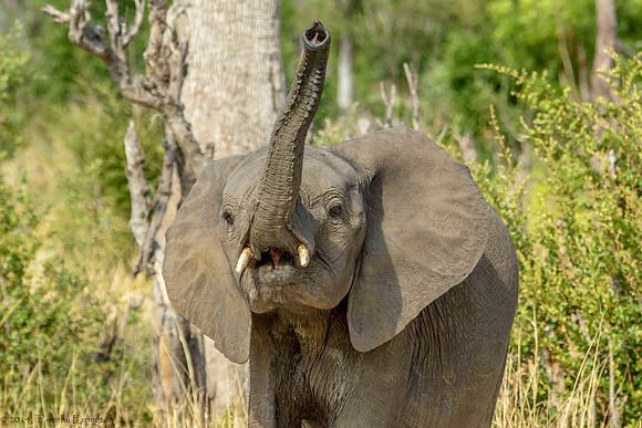 Elephant