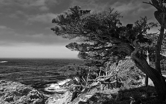 Point Lobos