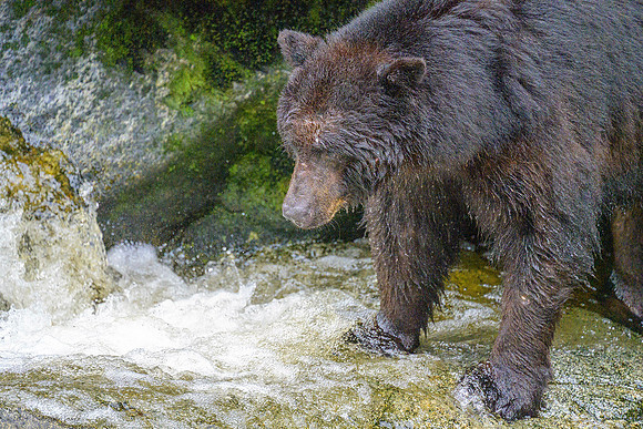 Alaska 2024