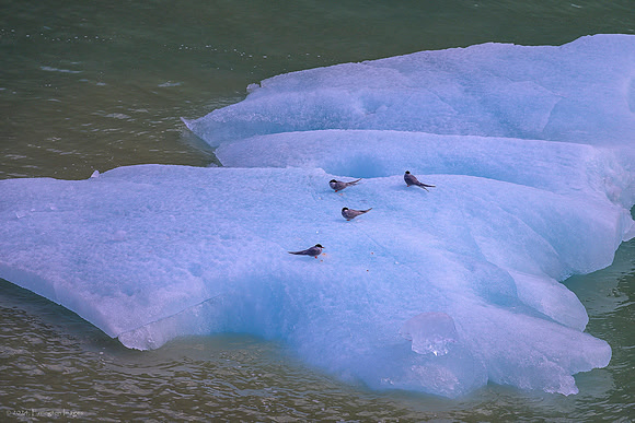 Alaska 2024