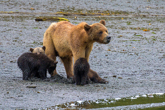 Alaska 2024
