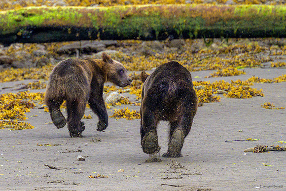 Alaska 2024