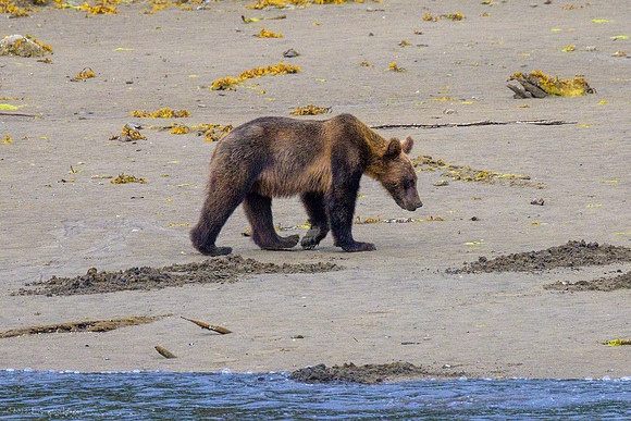 Alaska 2024
