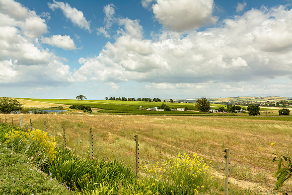 Stellenbosch Wine Region