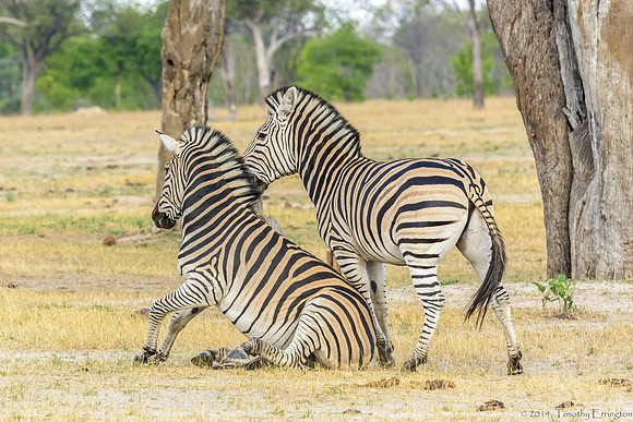 Zebra at Play
