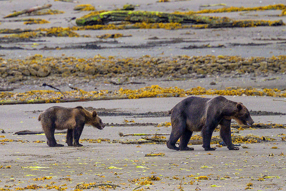 Alaska 2024