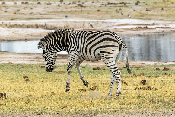 Zebra