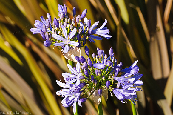 Agapanthus