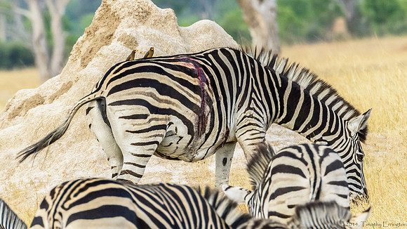 Damaged Zebra with Red-Billed Oxpecker