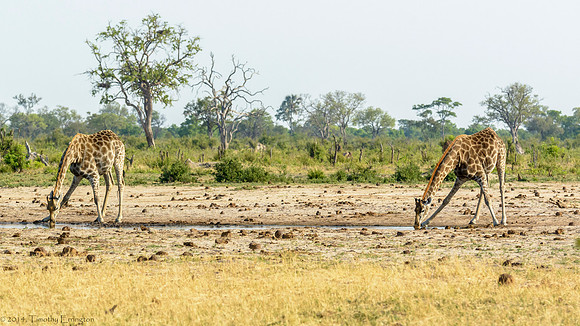 Giraffe at Little Makalolo Water Hole