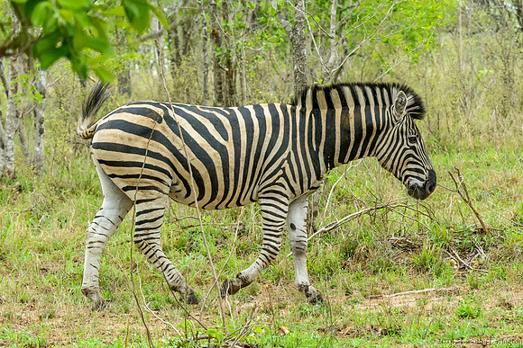 Zebra