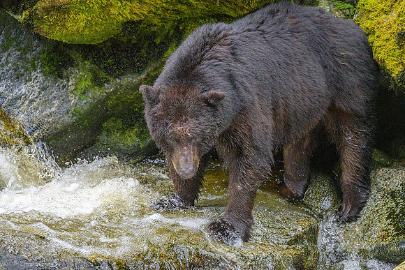 Alaska 2024