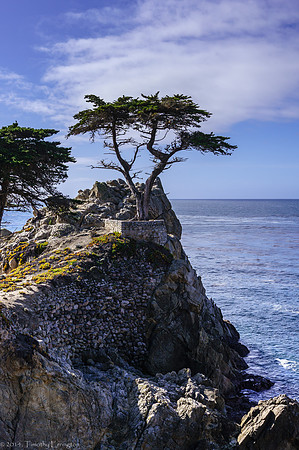 Lone Cypress