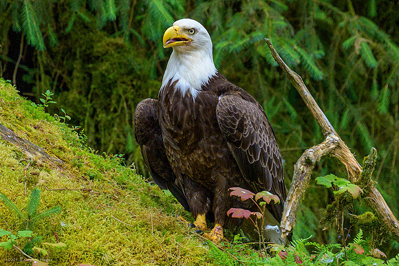 Alaska 2024