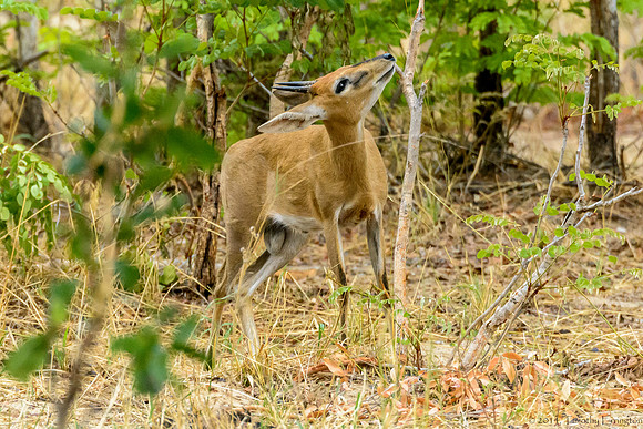 Kirk's Dikdik