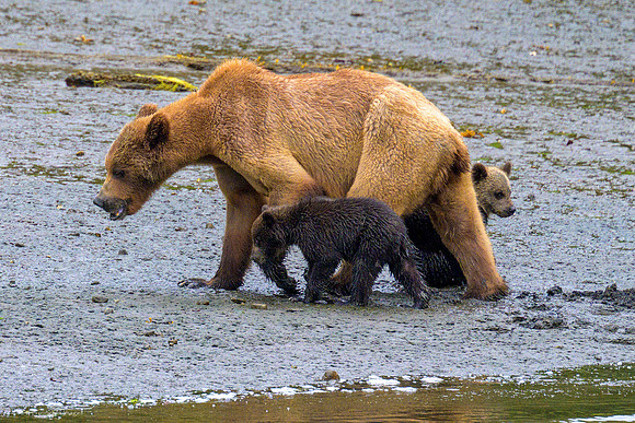 Alaska 2024