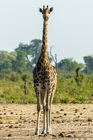 Giraffe at Little Makalolo Water Hole