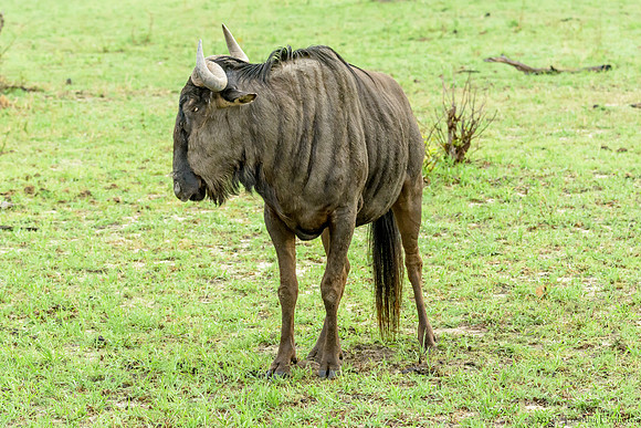 Wildebeest