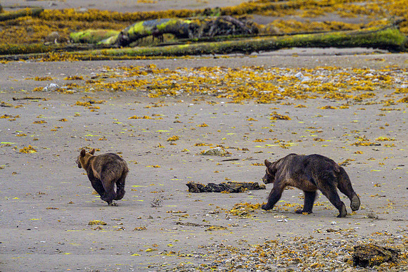 Alaska 2024