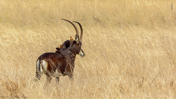 Sable