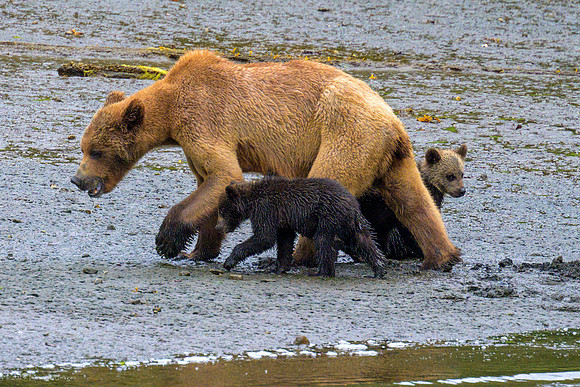 Alaska 2024