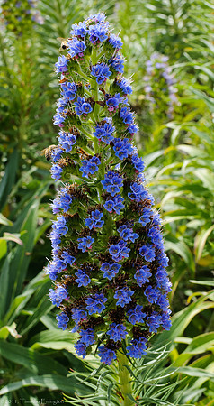 Delphinium