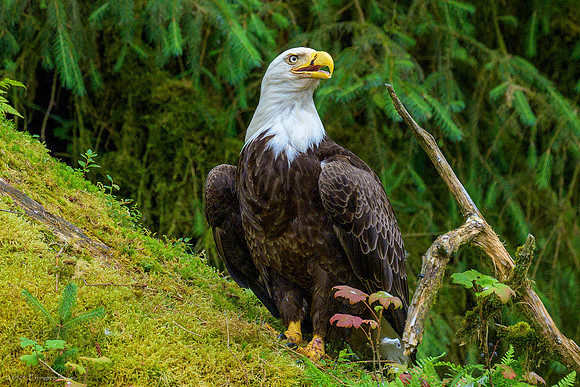 Alaska 2024