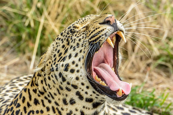 Male Leopard