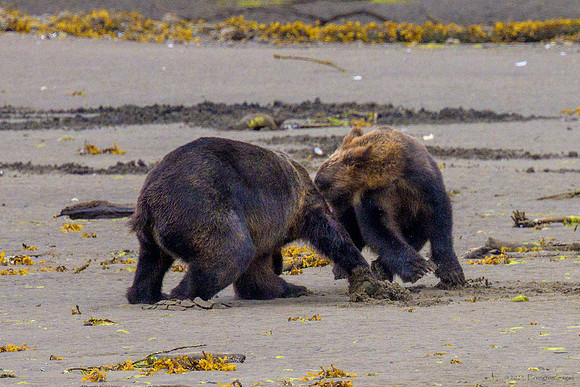 Alaska 2024