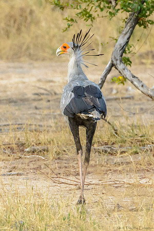 Secretary Bird