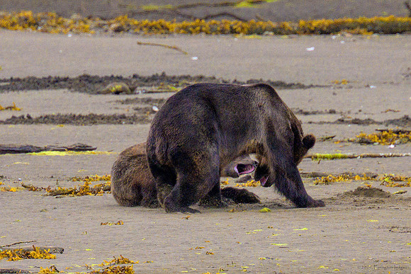 Alaska 2024