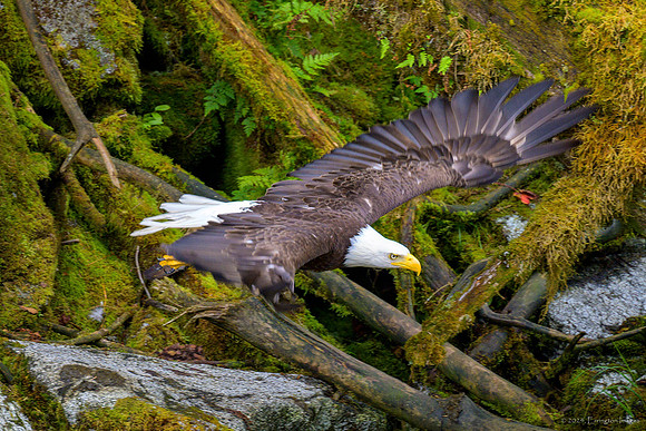 Alaska 2024