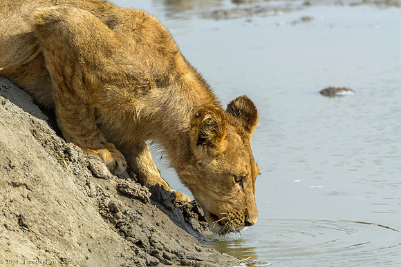 Lion Pride at Water Hole