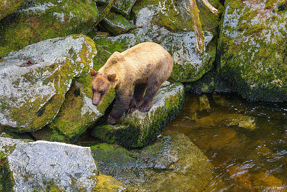 Alaska 2024