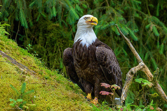 Alaska 2024